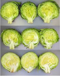 Iceberg lettuce from your own garden contains significantly more nutrients than from the supermarket. Maturity Stages Of Iceberg And Romaine Lettuce Download Scientific Diagram