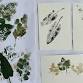 DIY Holiday Cards and Botanical Presses event image