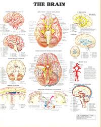 Anatomical Chart Sva Library Picture Periodicals Collections