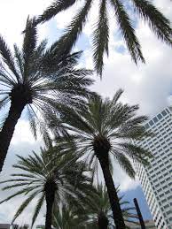 We did not find results for: Palm Trees On Canal St In New Orleans Photo By Mandipants1026 Palm Trees Palm Tree