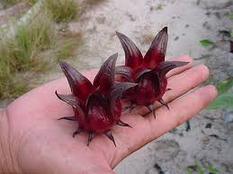 Sepal, a modified leaf, part of the outermost of the four groups of flower 1 parts. Sepal Wikiwand