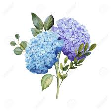 Download in under 30 seconds. Watercolor Blue Hydrangea Flower Bouquet With Leaves Wedding Stock Photo Picture And Royalty Free Image Image 123365529