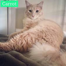 Come meet mission meow cat rescue & adoptions's pets. Meow House Cat Rescue Available Cats For Adoption Cat Rescue Cat Adoption Cats