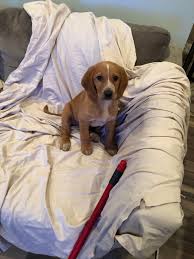 Thinking a basset hound beagle mix is the next pup for your family? My New Rescue Pup Thoughts On What Lab Mix He May Be I Was Told Lab Basset Hound But I See More Beagle Lab Rescuedogs