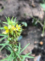 Image result for Vahlia