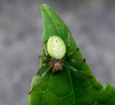 Villanii eats small flying insects and builds its webs in. Cucumber Green Orb Spider Naturespot