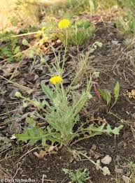 Image result for Crepis