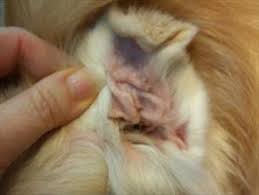 Image result for abscess dog's ear flap