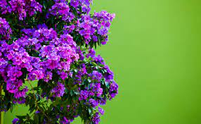 Purple flowering tree identification australia. Tibouchina Burke S Backyard