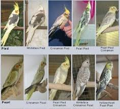 Pin By Gabrielli Carloto On Mutaciones Ninfas Pet Birds Cockatiel Bird Aviary