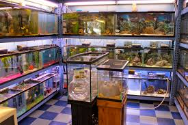 Pet stores pet training pet food. Pet Shop Store Near Me Cheap Buy Online
