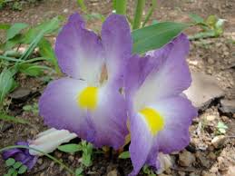 Image result for Aframomum alboviolaceum