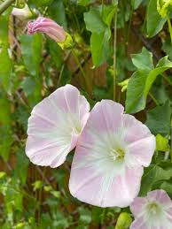 Image result for Barleria macrostegia