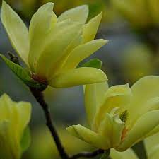 Maybe you would like to learn more about one of these? Butterflies Magnolia Finegardening