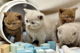 British Shorthair Yavru Kedi Pixabay De Ucretsiz Fotograf
