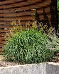 Image result for Miscanthus sinensis
