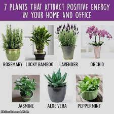 Feng shui generally frowns upon plants in a bedroom because they so frequently take over the room. Small Room Feng Shui Plants Bedroom Plants Feng Shui Bedroom