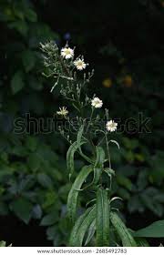 Image result for Lactuca indica