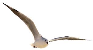 Gull Bird Png Image Png Images Bird Animals