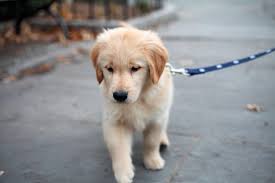 If for any reason you can't keep or take care of your dog i. 251 Top Golden Retriever Names Of 2020 Ranked By Popularity