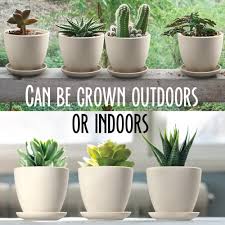 (some varieties you have to put in an oven of 120 f to stratify first). Cactus Succulent Grow Kit High Germination Non Gmo Heirloom Seed Packs