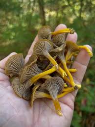 Image result for Barleria mackenii