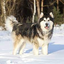 Maybe you would like to learn more about one of these? Agora Koytabioy Alaskas Malamoyt Puppy4u Gr Ergasias