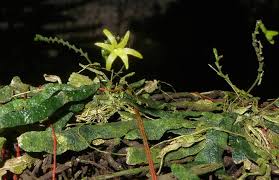 Image result for Taeniophyllum