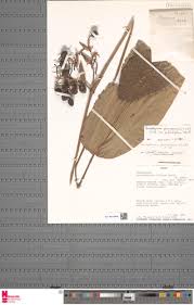 Image result for Sarcophrynium