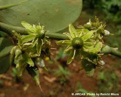 Image result for Balanites aegyptiaca