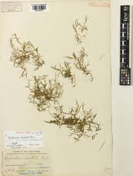 Image result for Coelachne africana