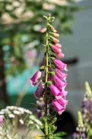 We did not find results for: 14 Unexpected Flowers To Plant This Spring Architectural Digest