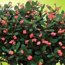 Image result for Euphorbia plenispina
