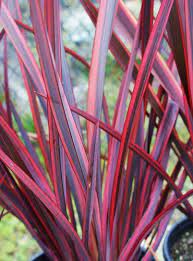 Pin On Gardening
