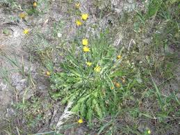 Image result for Crepis