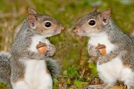 Check spelling or type a new query. 6 CuriozitÄƒÅ£i Despre VeveriÅ£e Iubim Animalele