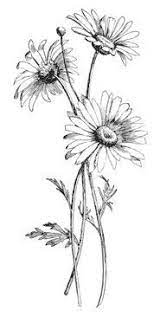 Drawn Daisy Indie Flower 10 Daisy Drawn Flower Indie Daisy Flower Drawing Daisy Drawing Flower Drawing 0 watchers 247 page views 8 deviations. drawn daisy indie flower 10 daisy