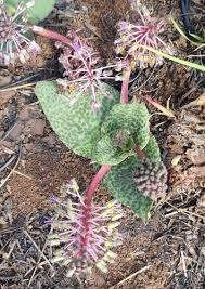 Image result for Ledebouria cordifolia