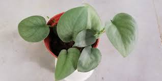 Solid green leaves with a bit of the recognizable scindapsus shimmer to them. Garden Chronicles Different Types Of Scindapsus Pictus
