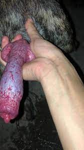 Cachorro da rola grande