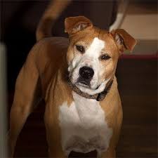 Cooper Movie Star Therapy Dog Super Dog Therapy Dogs Dogs Animals