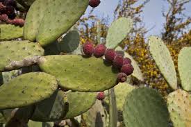 The edible parts are the leaves, flowers, stems and fruit. Fruit On The Pad Of A Prickly Pear Cactus Clippix Etc Educational Photos For Students And Teachers