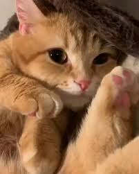 Muhammed Ali Yardimci Adli Kullanicinin Kedi Cat Panosundaki Pin 2020 Sevimli Kedi Yavrulari Sevimli Kediler Kedi