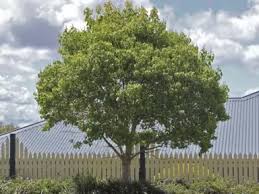 Image result for Sapium