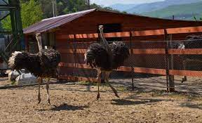 Sectiune din emisiunea viaţa satului ediţia din 10 martie 2019. Locuri De MuncÄƒ La Ferma De StruÈ›i Germania Germania Info