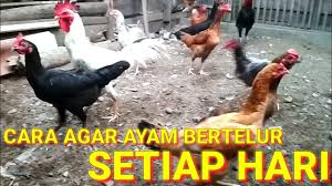 Check spelling or type a new query. 34 Wajib Ditiru Rahasia Cara Ayam Cepat Bertelur Kembali Dengan Pakan Fermentasi Youtube