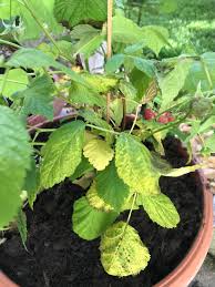 Leaf spot, spur blight, cane blight and anthracnose can make raspberries more susceptible to winter injury. Why Is My Raspberry Plant Dying Bottom Leaves Getting Yellow And Falling Off Please Help Gardening
