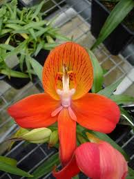 Image result for Disa satyriopsis