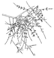 Image result for Viscaceae