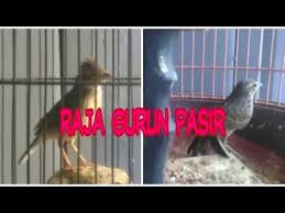 Burung branjangan, burung ideal dengan suara yang bervariasi yang cocok untuk dipelihara di rumah. New Ciri Khas Branjangan Betina Ntb Bila Di Jemur